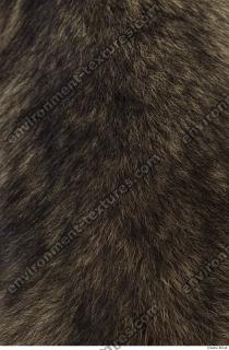 raccoon fur 0017